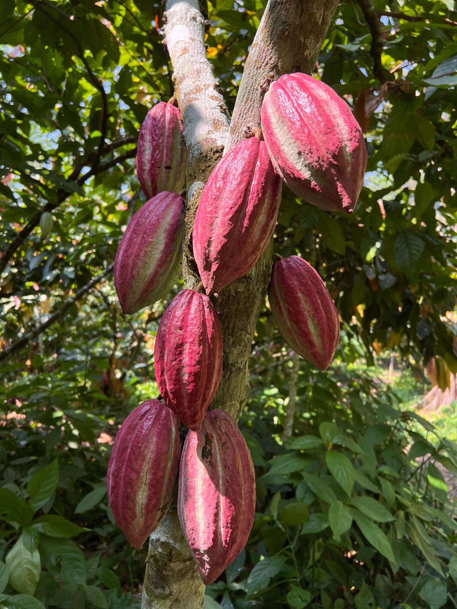 Mazorcas de cacao maduras en el árbol, hacienda Chocord en Comalcalco, Tabasco